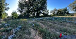 Parcela de una Hectárea