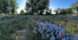 Parcela de una Hectárea