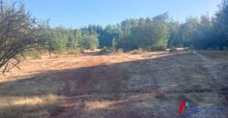 2,6 hectareas en Linares