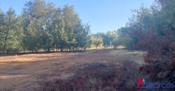 2,6 hectareas en Linares