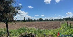 Parcelas de Media Hectárea